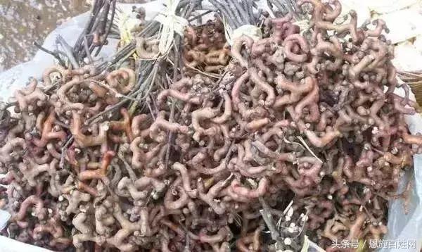 恩施山里野果小时候的味道,恩施野果大全