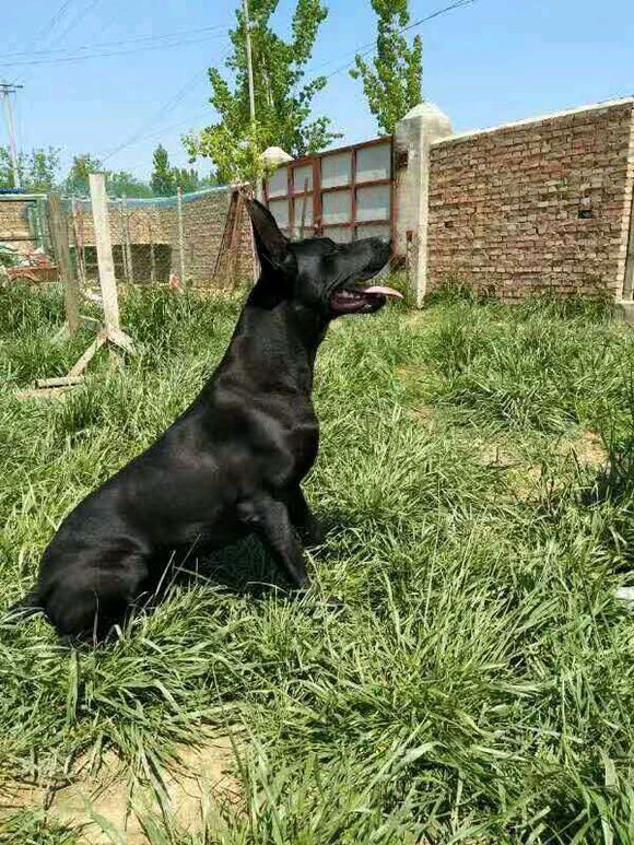 黑狼犬好训吗多大才能训练,训练黑狼犬的方法视频