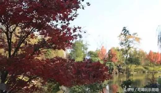 昆十中学校怎么样,昆十中文科实力