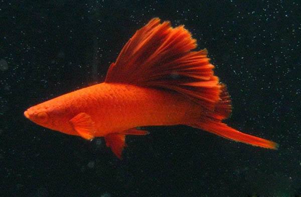 5种常见热带鱼养殖品种介绍图,热带鱼养殖指南教你养好热带鱼