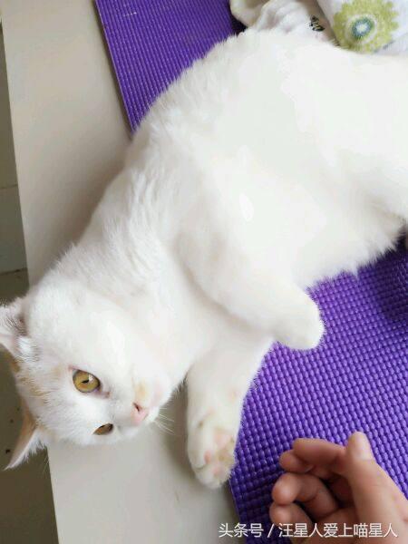 网友捡来小奶猫，饲养大半年后，男友依然冷血无情，将猫送走