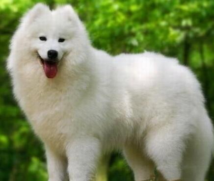 纯种萨摩耶犬怎么挑,萨摩耶犬多少钱一只纯种