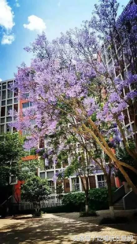 昆十中学校怎么样,昆十中文科实力