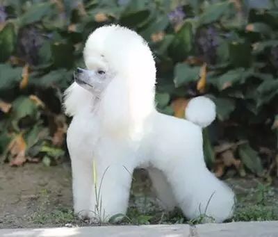 泰迪和贵宾分不清主人,泰迪贵宾脸好不好看