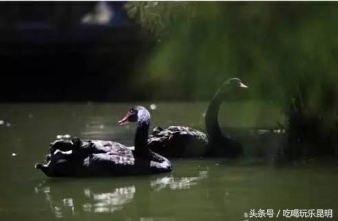 昆十中学校怎么样,昆十中文科实力