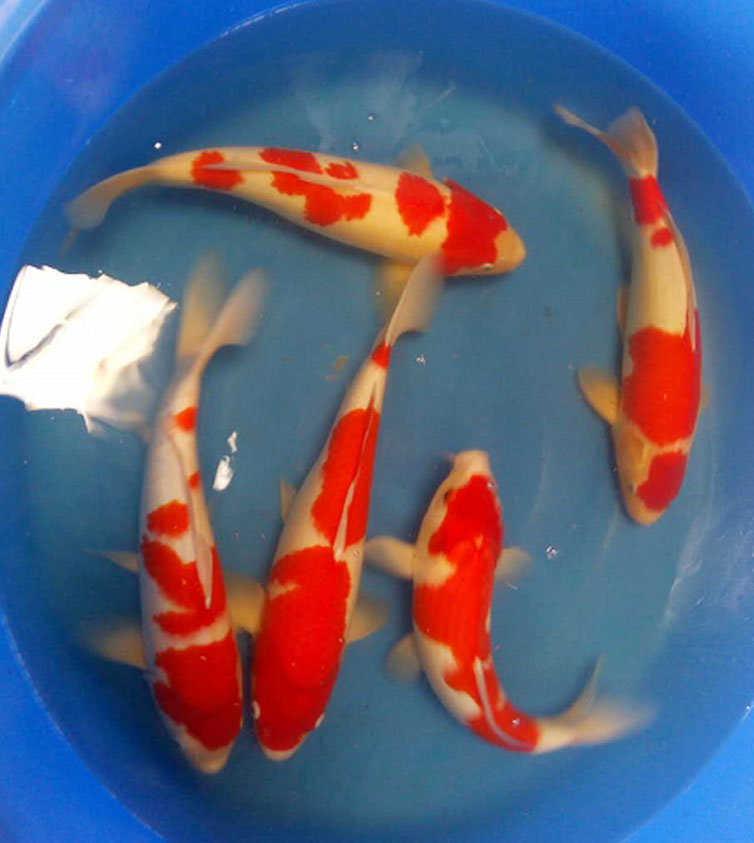 饲养锦鲤需要注意哪些细节和技巧,锦鲤日常饲养及疾病预防书