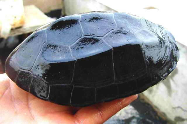 最好养又可爱互动性好的乌龟,养了二十年的乌龟有灵性吗