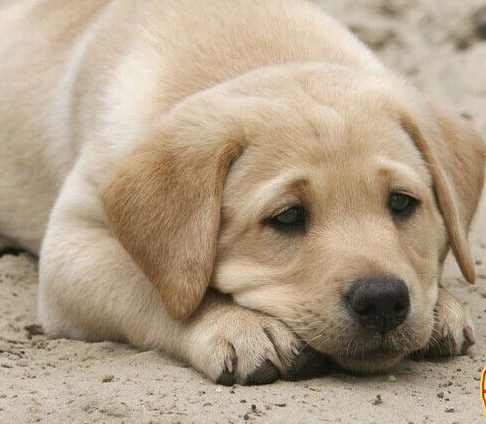 帝师2022生肖狗运势,2018年生肖狗的运势