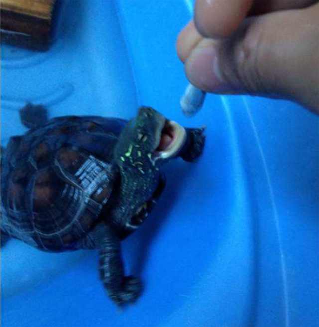 最好养又可爱互动性好的乌龟,养了二十年的乌龟有灵性吗