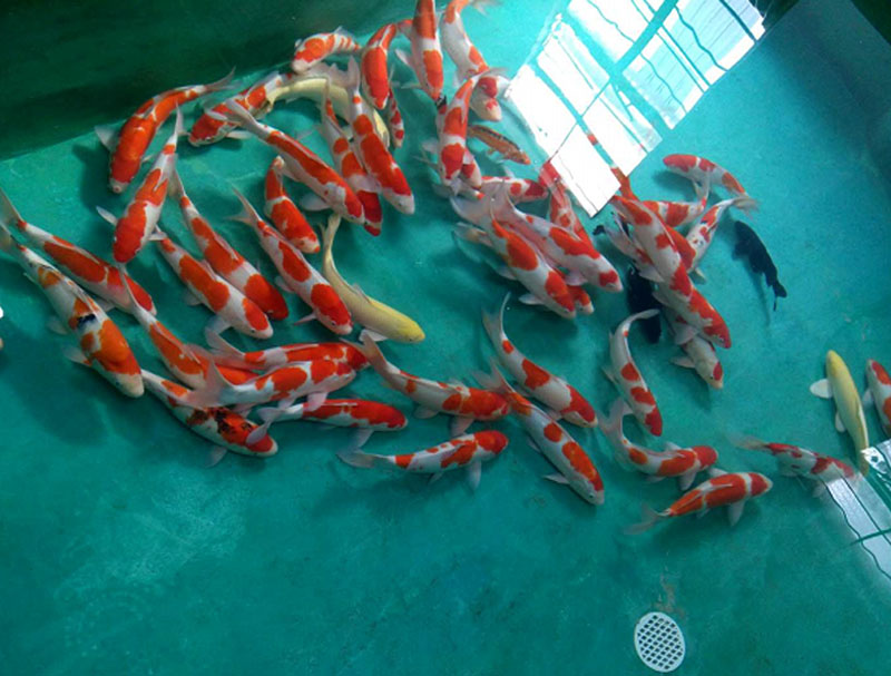 饲养锦鲤需要注意哪些细节和技巧,锦鲤日常饲养及疾病预防书