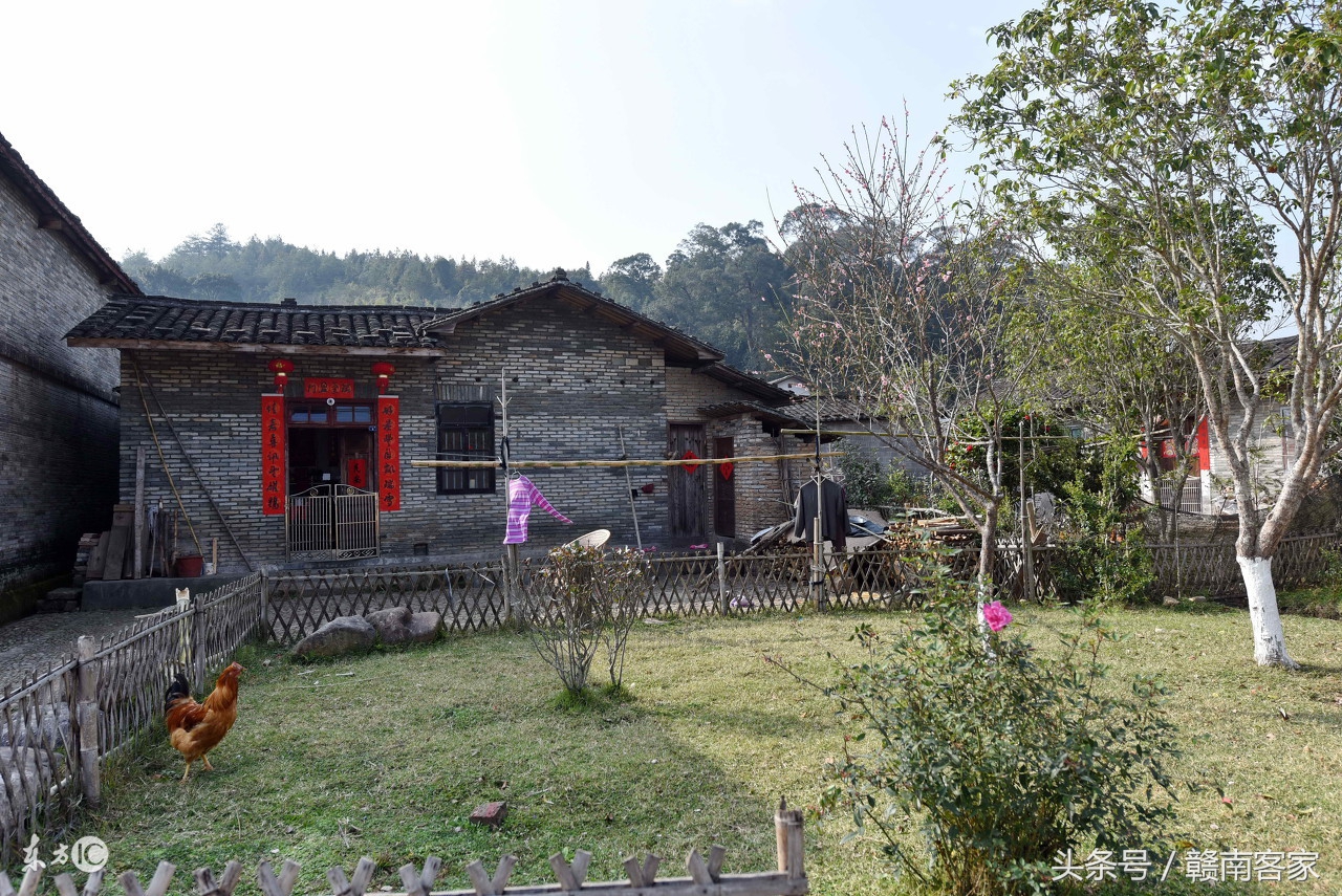 客家人说出杀鸡是什么意思,客家结婚杀鸡习俗口诀