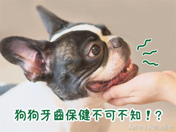 狗狗牙齿黄口臭怎么办,狗狗牙齿保健四步走