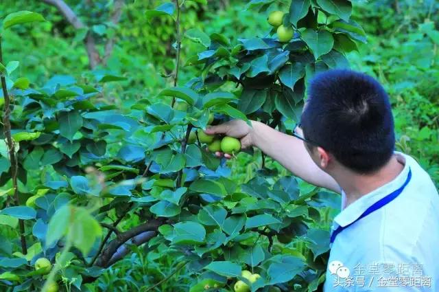 国家森林康养基地示范县,国家级全域森林康养试点建设县