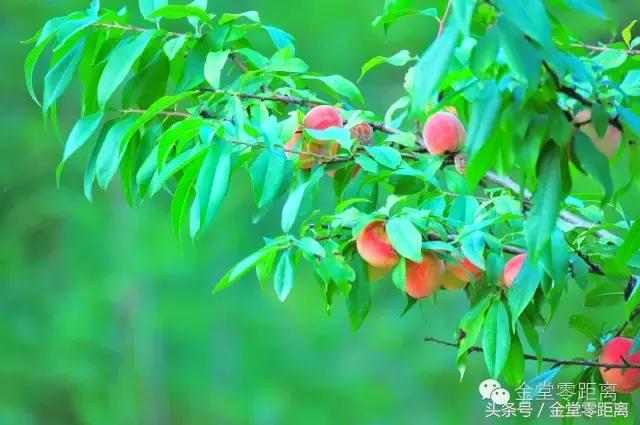 国家森林康养基地示范县,国家级全域森林康养试点建设县