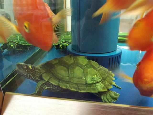 最好养又可爱互动性好的乌龟,养了二十年的乌龟有灵性吗