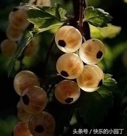 含有维生素的果子,每一种水果都有它的维生素