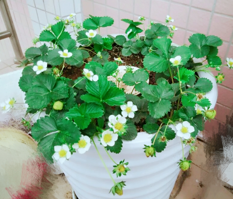 平民姐草莓,平民姐教你阳台种草莓