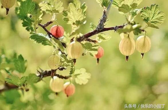 含有维生素的果子,每一种水果都有它的维生素