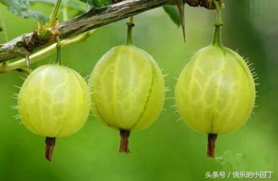 含有维生素的果子,每一种水果都有它的维生素