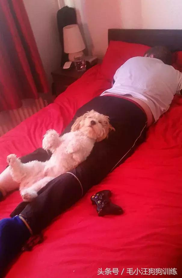 养了这么久的狗竟然又初恋了,养了多年的狗突然接近我