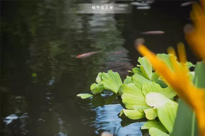 柬埔寨金边美食推荐,东南亚柬埔寨特点美食