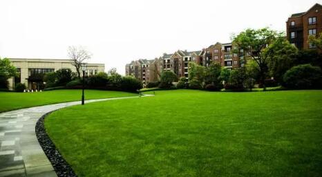 如何做好新植草坪的养护管理,新种植草坪的养护管理