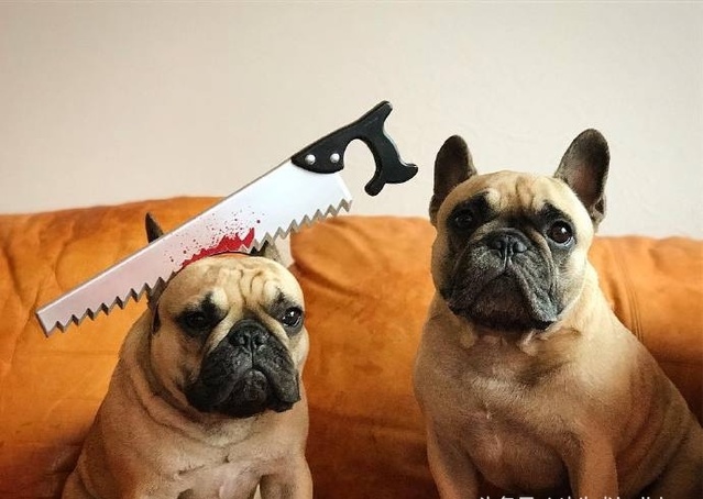 狗狗智商排名介绍,狗狗智商排行列表