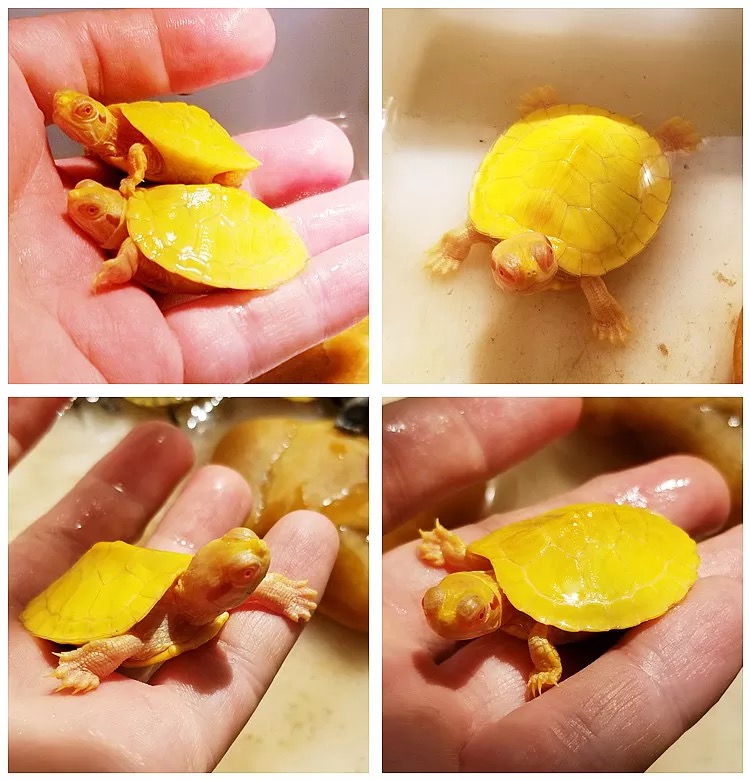 巴西龟养龟全套指南,新手养巴西龟的10个忠告