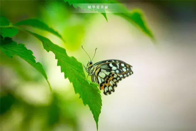 柬埔寨金边美食推荐,东南亚柬埔寨特点美食