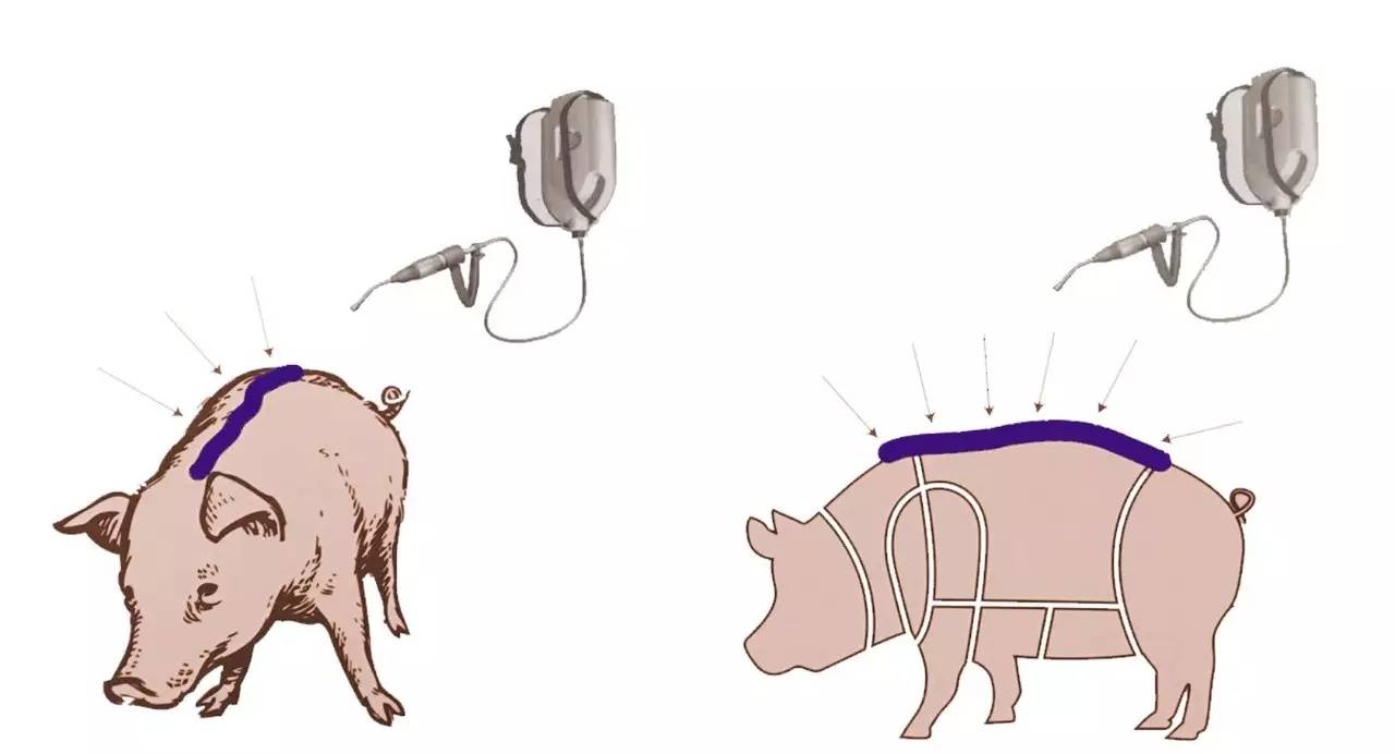 不要小看自然界任何一个寄生虫,千万别忽略螨虫的危害