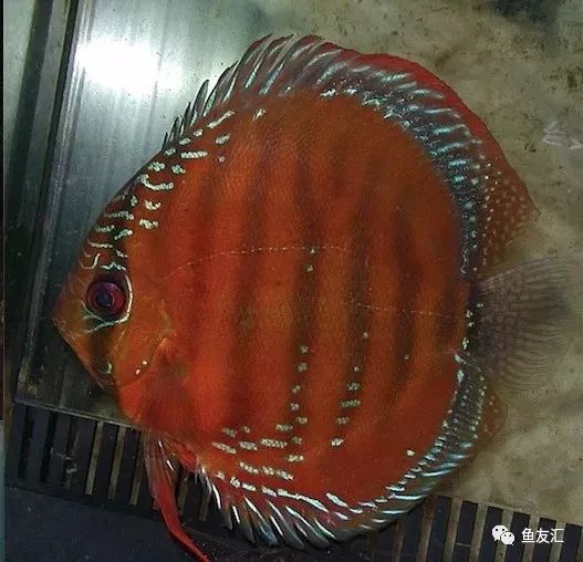 野菜分类,野彩和家彩的饲养区别