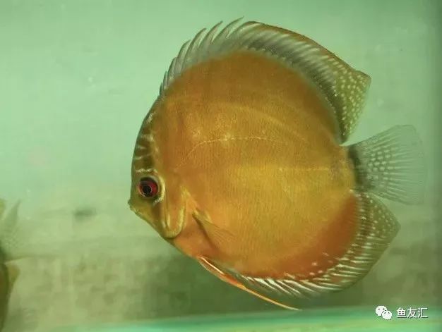 野菜分类,野彩和家彩的饲养区别