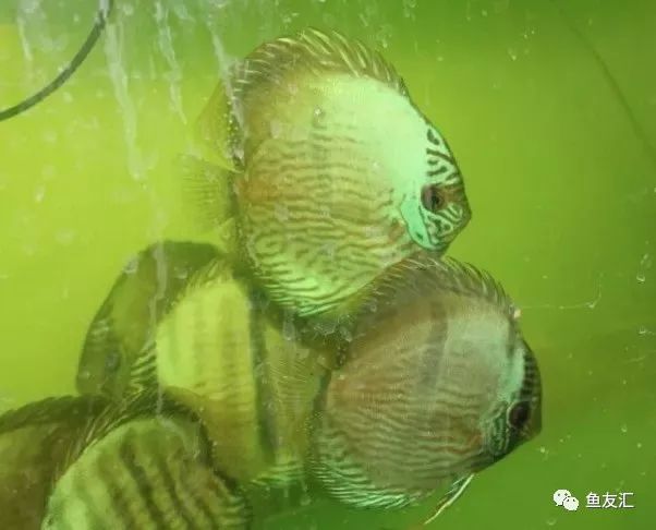 野菜分类,野彩和家彩的饲养区别