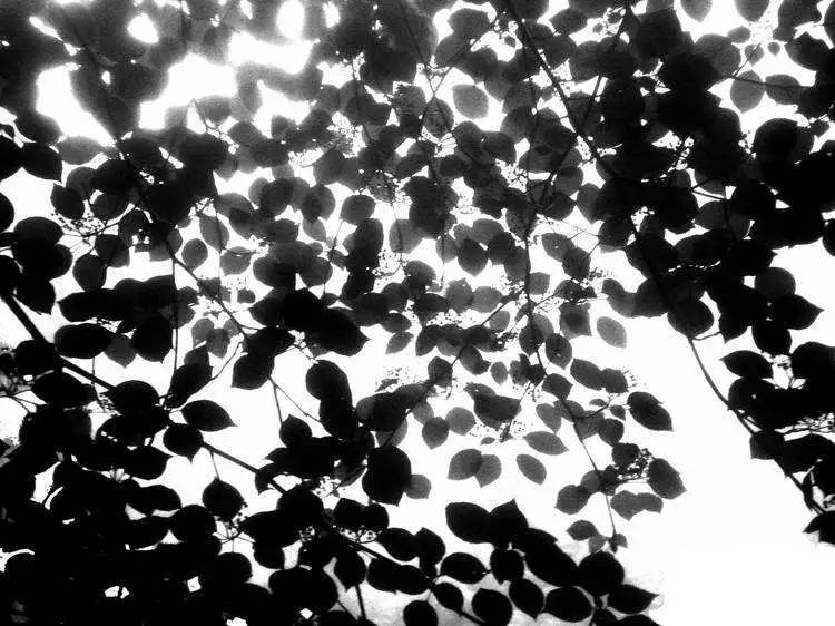 涨墨法是什么意思,何为涨墨