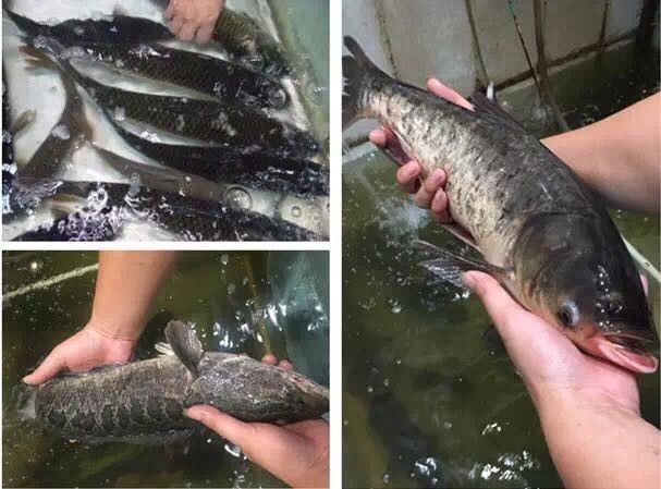 霸气！晋江这家店在火锅界已经拉仇恨了，锅底免费+3元开吃……