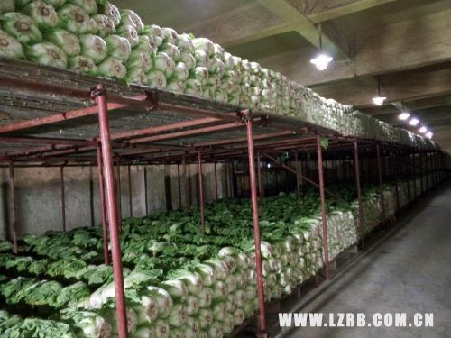 兰州市蔬菜储备政策,兰州市冬春蔬菜储备量