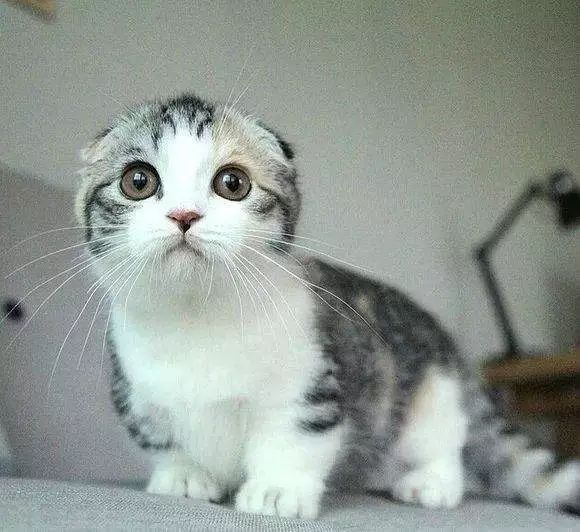 圣诞节心愿怎么写,圣诞节心愿清单素材