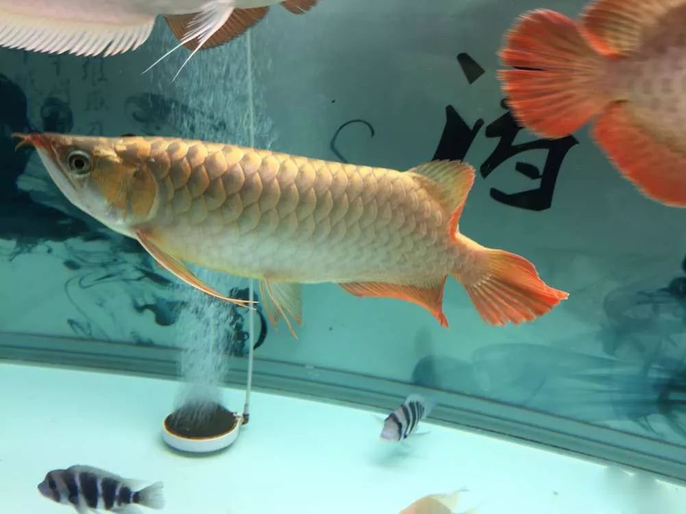 四种混养最佳搭配,混养后期注意事项