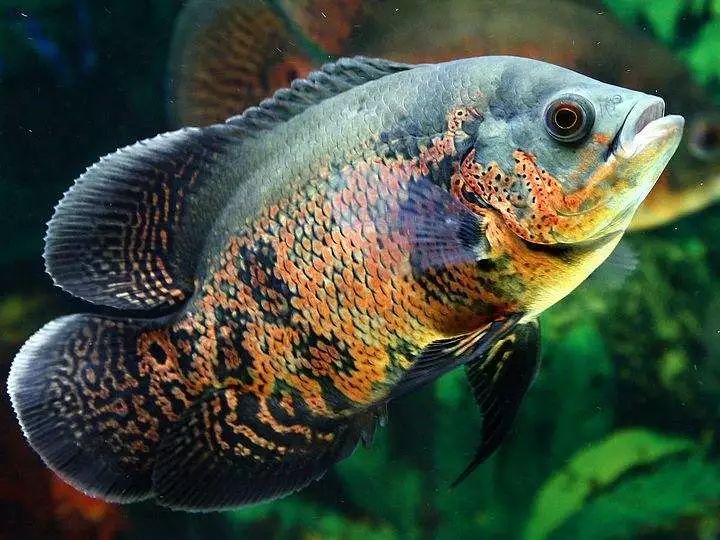 四种混养最佳搭配,混养后期注意事项