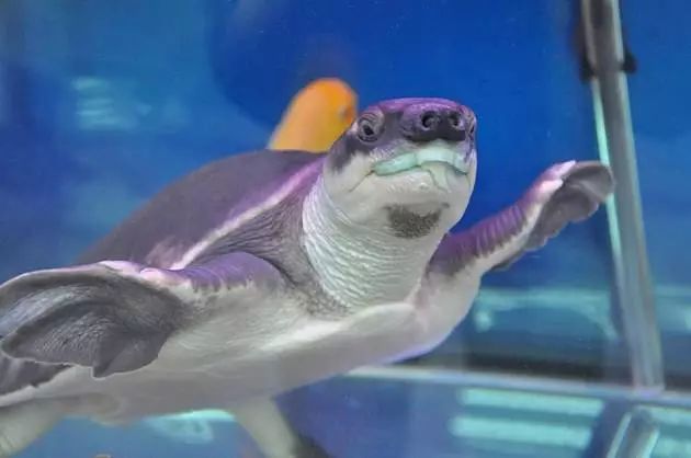 四种混养最佳搭配,混养后期注意事项