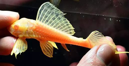 四种混养最佳搭配,混养后期注意事项