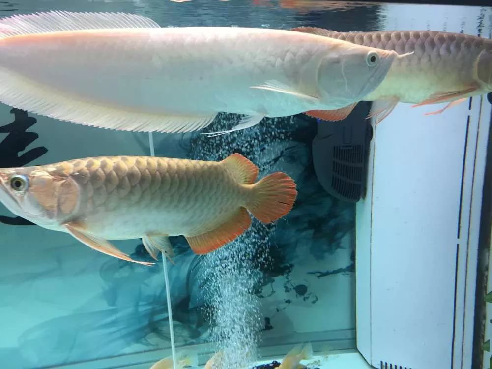 四种混养最佳搭配,混养后期注意事项