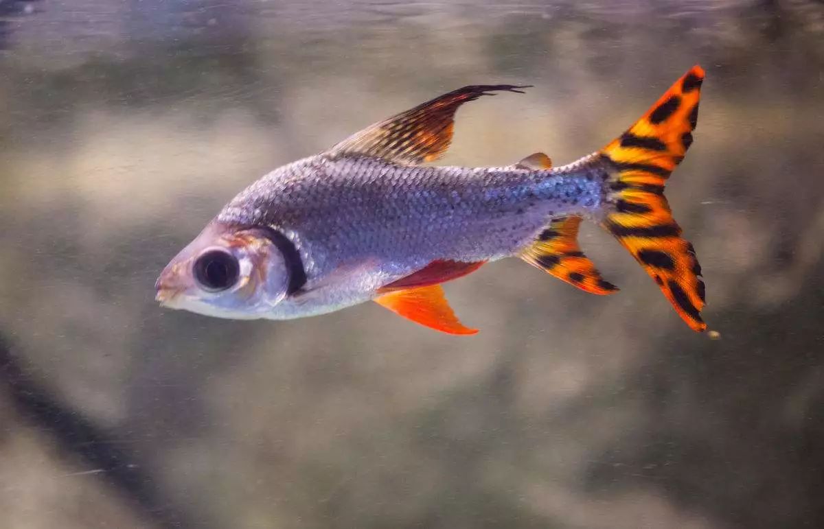 四种混养最佳搭配,混养后期注意事项