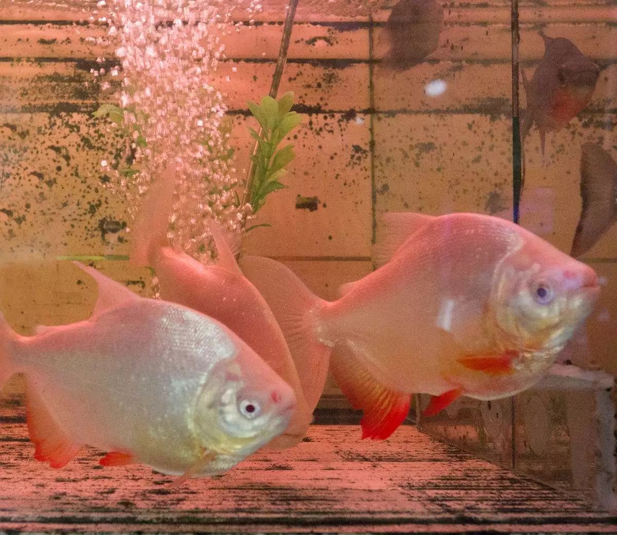 四种混养最佳搭配,混养后期注意事项