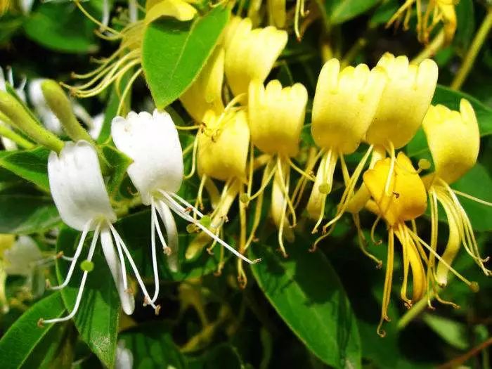 种植什么药材简单易操作好赚钱,农村药材种植什么最赚钱