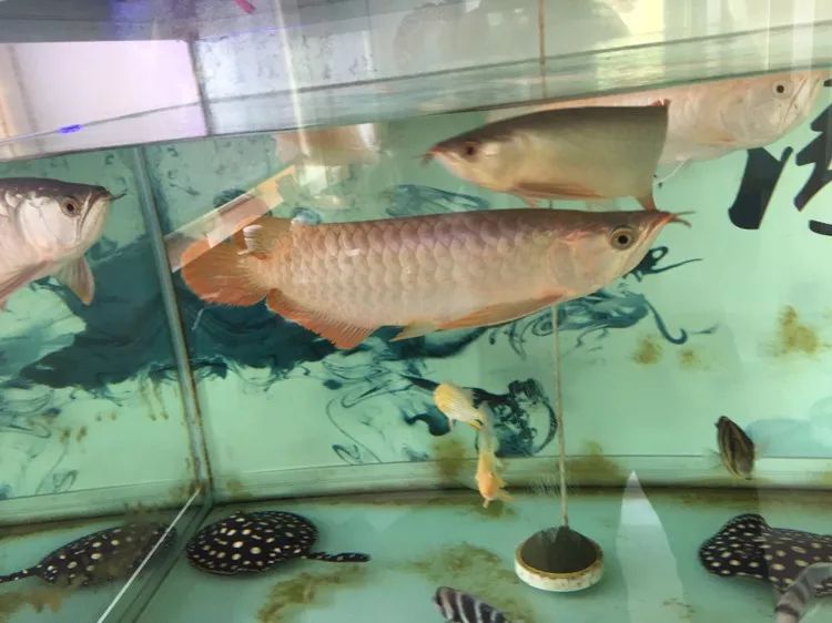 四种混养最佳搭配,混养后期注意事项