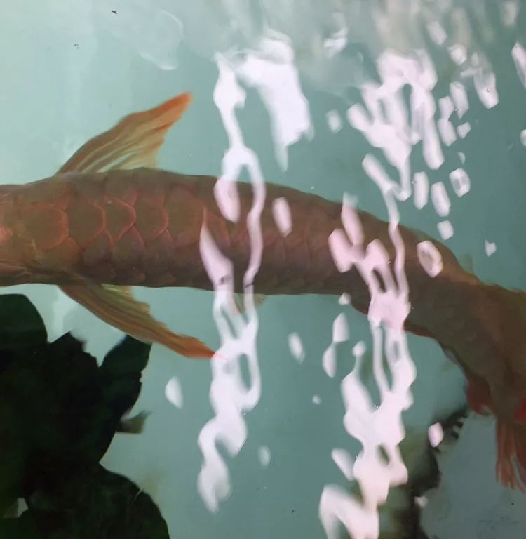 四种混养最佳搭配,混养后期注意事项