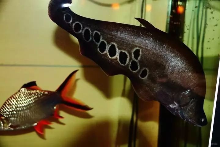 四种混养最佳搭配,混养后期注意事项