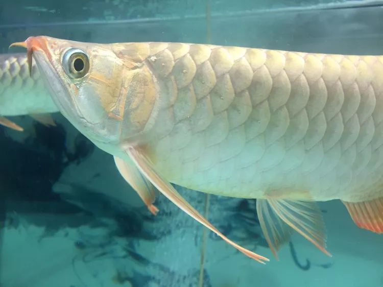 四种混养最佳搭配,混养后期注意事项