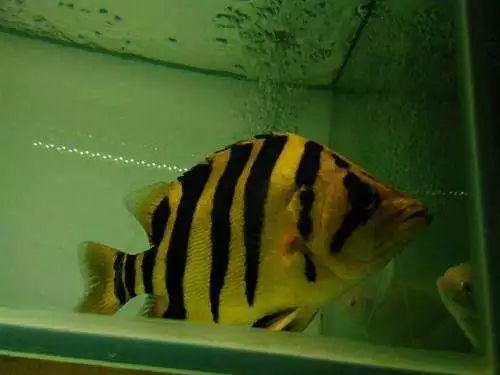 四种混养最佳搭配,混养后期注意事项